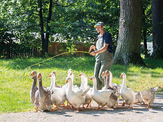 Mitarbeiter treibt Gänse