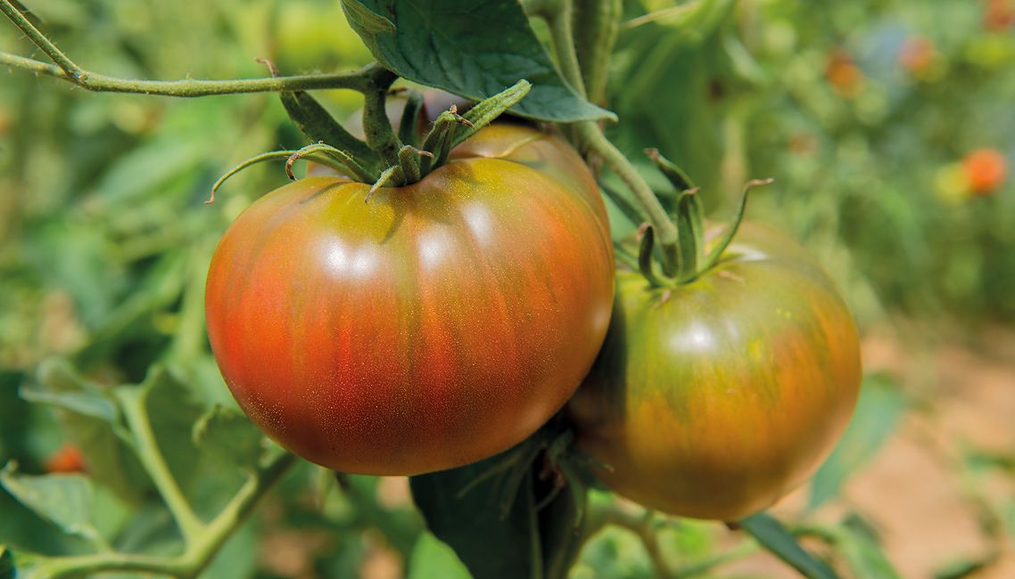 Tomaten im Gewächshaus