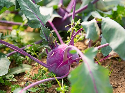 Kohlrabi auf dem Acker