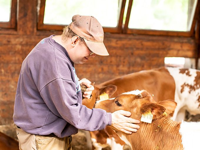 Mitarbeiter der Landwirtschaft streichelt ein Kälbchen